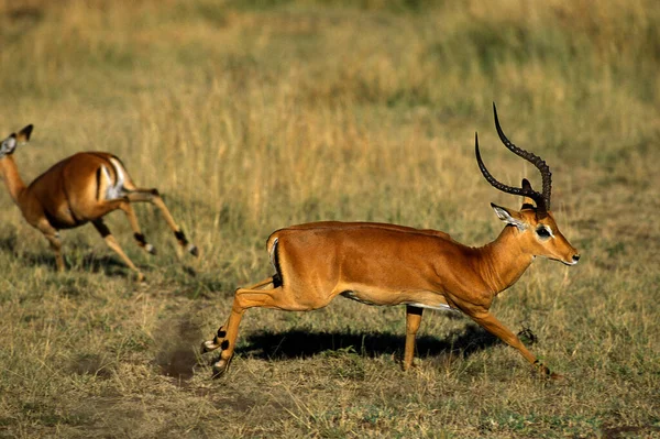 Impala Aepyceros Melampus Erkek Koşu Kenya — Stok fotoğraf