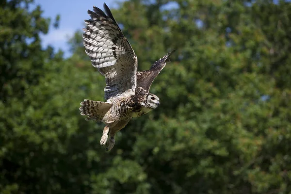 Cape Eagle Owl Bubo Capensis Adult Flight — Stock fotografie