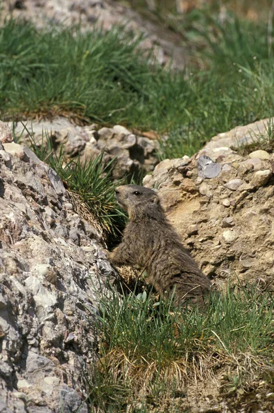 Marmota Alpina Marmota Marmota Adulto Sobre Rochas Alpes Franceses — Fotografia de Stock