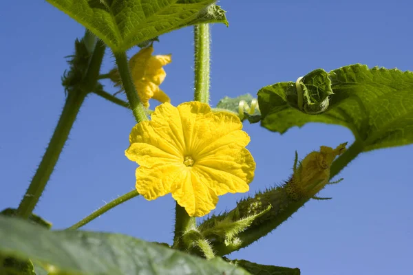 Bunga Gherkin Atau Pickle Mentimis Sativus Kebun Sayur Normandia — Stok Foto