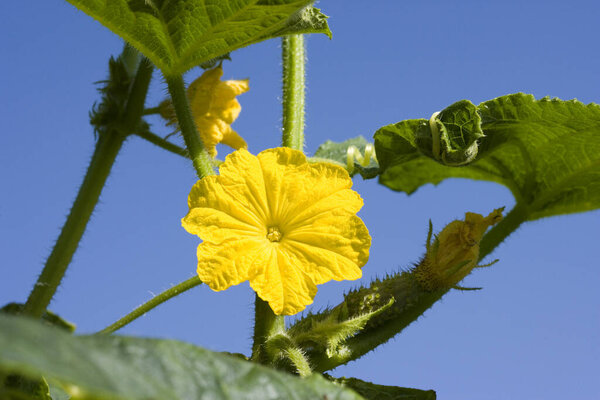 Flower of Gherkin or Pickle, cucumis sativus, Vegetable garden in Normandy  