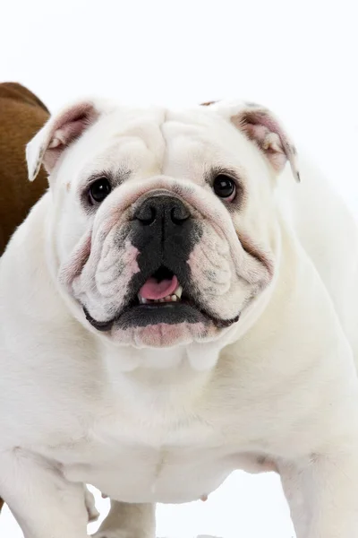 Inglês Bulldog Feminino Contra Fundo Branco — Fotografia de Stock