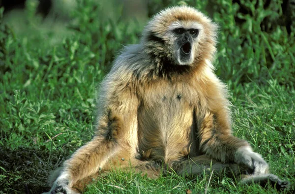 White Handed Gibbon Hylobates Lar Feminino Sentado Grama Chamando — Fotografia de Stock