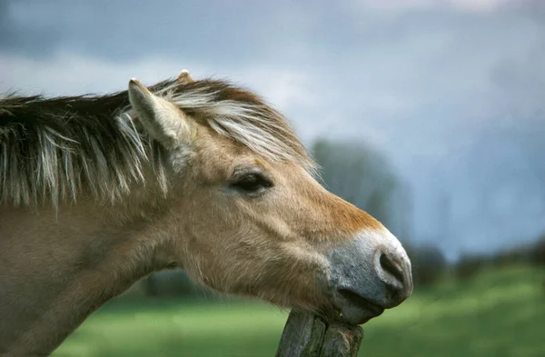 Norwegian Fjord Horse Adult Scratching Post — стокове фото