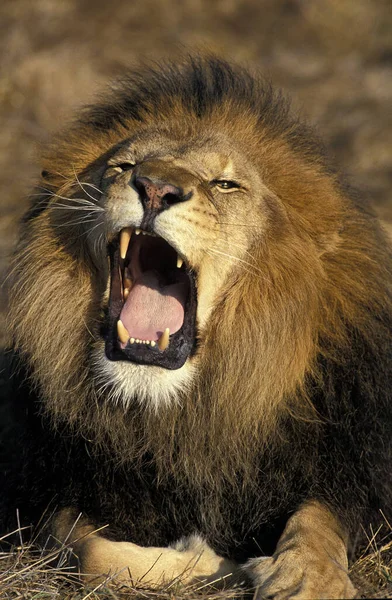 Αφρικανικό Λιοντάρι Πάνθηρα Λέο Πορτρέτο Του Αρσενικού Βρυχηθμού — Φωτογραφία Αρχείου