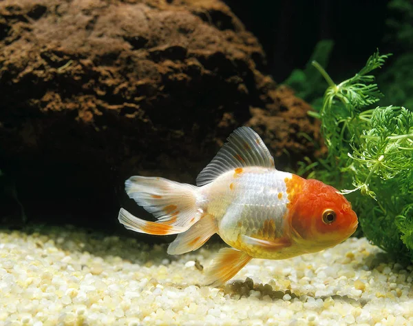 Oranda Goldfish Aurato Carassius Aquário — Fotografia de Stock