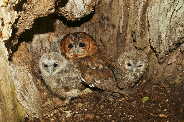 Búho Tawny Eurasiático Strix Aluco Adulto Con Polluelos Nido Normandía — Foto de Stock