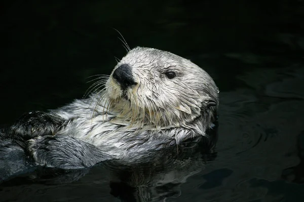 Sea Otter Enhydra Lutris Adult Standing Surface Καλιφόρνια — Φωτογραφία Αρχείου