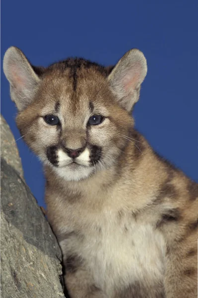 Cougar Puma Concolor Portrait Louveteau Montana — Photo