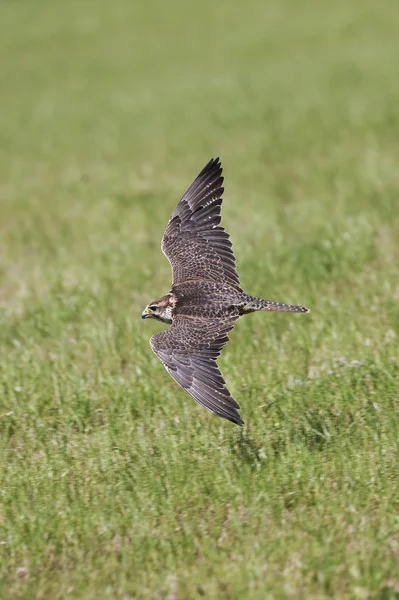Saker Falcon Falco Cherrug Erwachsener Flug — Stockfoto