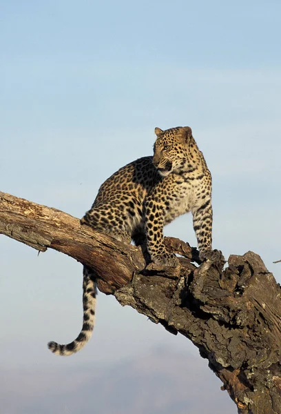 Leopard Panthera Pardus Ενηλίκων Που Στέκονται Στον Κλάδο — Φωτογραφία Αρχείου