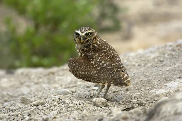 Burrowing Owl Athene Cunicularia Adult Standingon Ground Los Lianos Στη — Φωτογραφία Αρχείου
