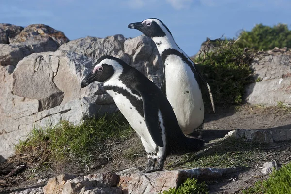 Pingouin Âne Pingouin Africain Spheniscus Demersus Paire Debout Sur Les — Photo