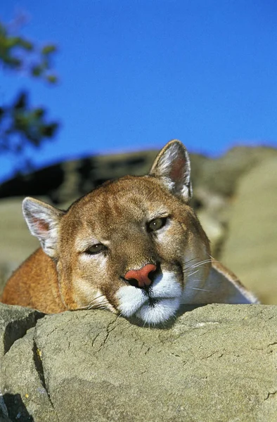 Cougar Puma Concolor Adult Laying Rock Montana — стоковое фото