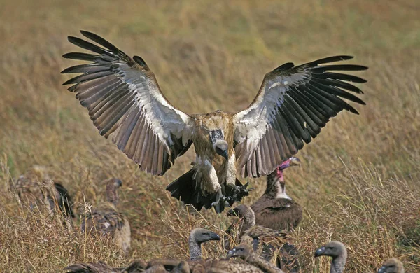 Afrikaanse Witte Gier Zigeuners Africanus Volwassene Vlucht Groep Een Doden — Stockfoto