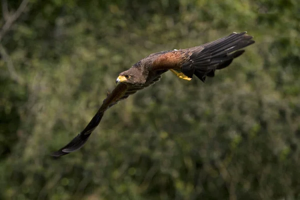 Harris Hawk Parabuteo Unicinctus Yetişkin Uçuyor — Stok fotoğraf