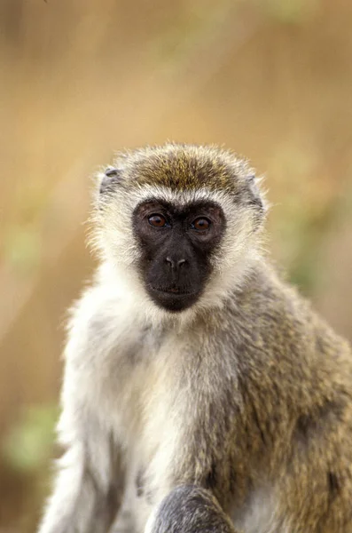 Vervet Monkey Cercopithecus Aethiops Retrato Feminino Quênia — Fotografia de Stock