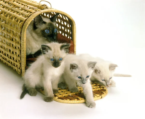 Balinés Gato Doméstico Hembra Con Gatitos Cesta Contra Blanco Bakcground — Foto de Stock