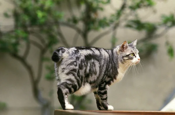 Giapponese Bobtail Domestico Gatto Donna — Foto Stock