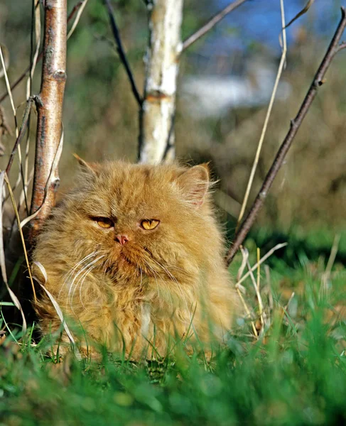 Gato Doméstico Persa Rojo Adulto Acostado Hierba —  Fotos de Stock