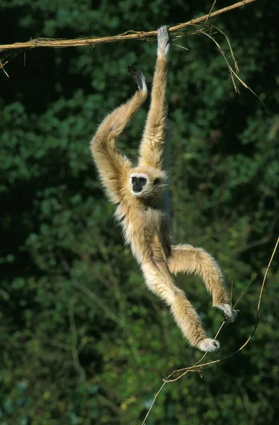 White Handed Gibbon Hylobates Lar Female Hanging Liana — Stock Photo, Image