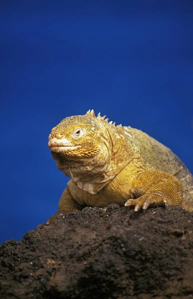 Galápagos Land Iguana Conolophus Subcristatus Pie Adulto Sobre Rocas Islas — Foto de Stock