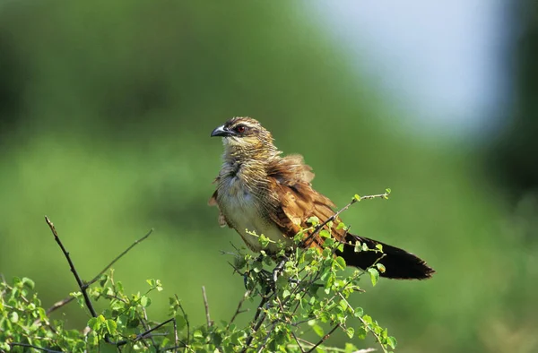 White Browed Coucal Burchell Coucal Centropus Superciliosus Adult South Africa — Stock Photo, Image
