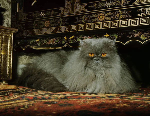 Blå Persisk Inhemska Katt Vuxen Lägga Möbler — Stockfoto