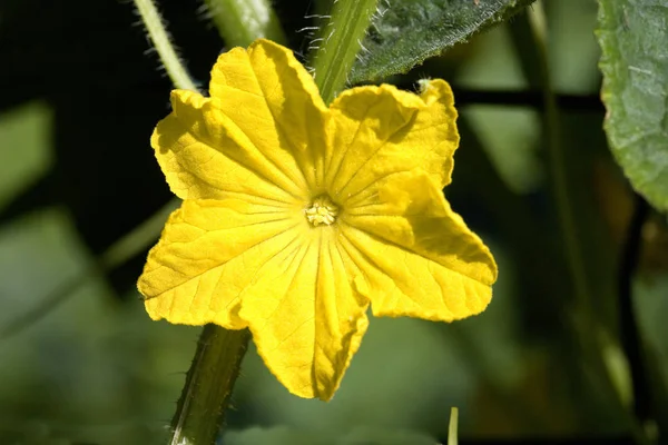 Flower Gherkin Pickle Cucumis Sativus Vegetable Garden Normandy — Stock Photo, Image