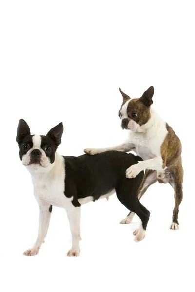 Boston Terrier Dog Ζευγάρι Ζευγαρώματος Λευκό Φόντο — Φωτογραφία Αρχείου