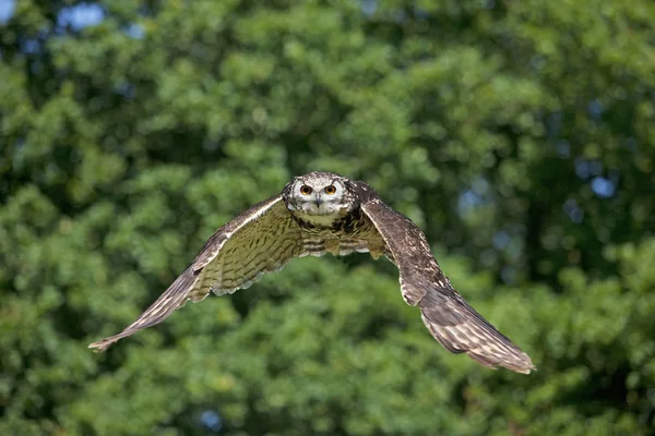 Cape Eagle Corwl Bubo Capensis Adulto Voo — Fotografia de Stock