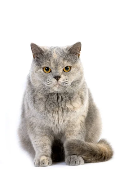 Blue Cream Britânico Shorthair Doméstico Gato Feminino Sentado Contra Fundo — Fotografia de Stock