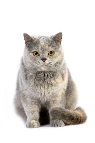 Blue Cream British Shorthair Domácí Kočka Žena Sedí Bílém Pozadí — Stock fotografie