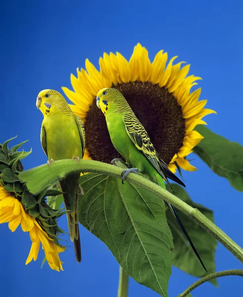 Budgerigar Melopsittacus Undulatus Взрослые Стоящие Подсолнухе — стоковое фото