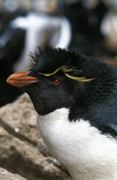 Rockhopper Penguin Eudyptes Chrysocome Retrato Adulto Antártida — Foto de Stock