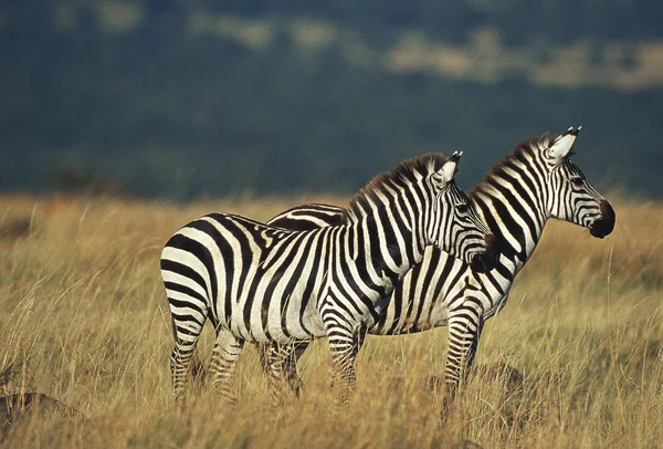 Zebra Burchell Equus Burchelli Adultos Savanna Quênia — Fotografia de Stock