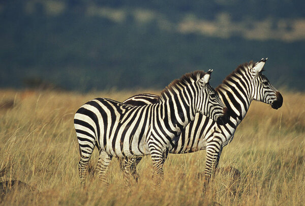 Burchell's Zebra, equus burchelli, Adults in Savanna, Kenya