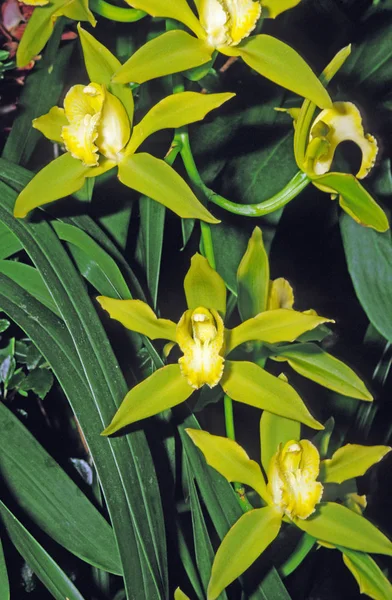 Orquídea Cymbidium Fondo Natural — Foto de Stock