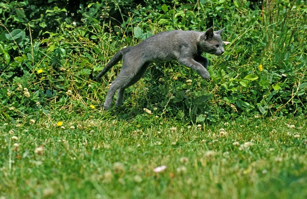 Gato Doméstico Azul Russo Gatinho Saltando — Fotografia de Stock