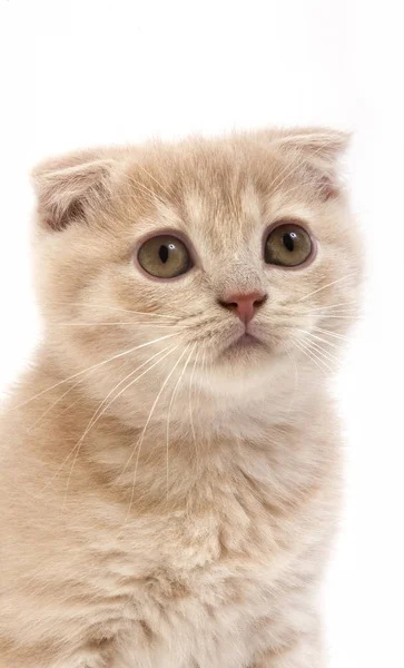 Cream Scottish Fold Domestic Cat Portrait Months Old Kitten White — стокове фото