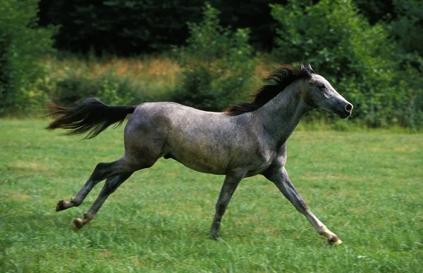 Cavalo Shagya Adulto Galopando Através Prado — Fotografia de Stock