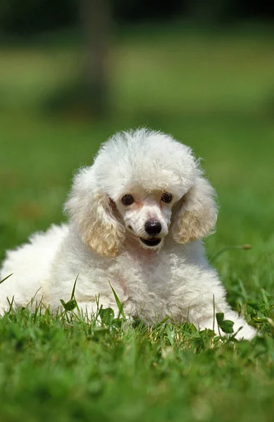 Brinquedo Branco Poodle Adulto Que Coloca Grama — Fotografia de Stock