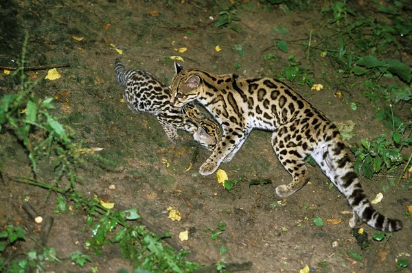Margay Kedi Leopardus Wiedi Yavru Dişi — Stok fotoğraf