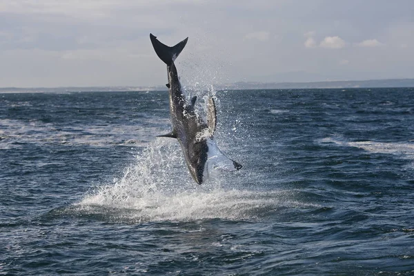 Stor Vithaj Carcharodon Carcharias Adult Breaching False Bay Sydafrika — Stockfoto