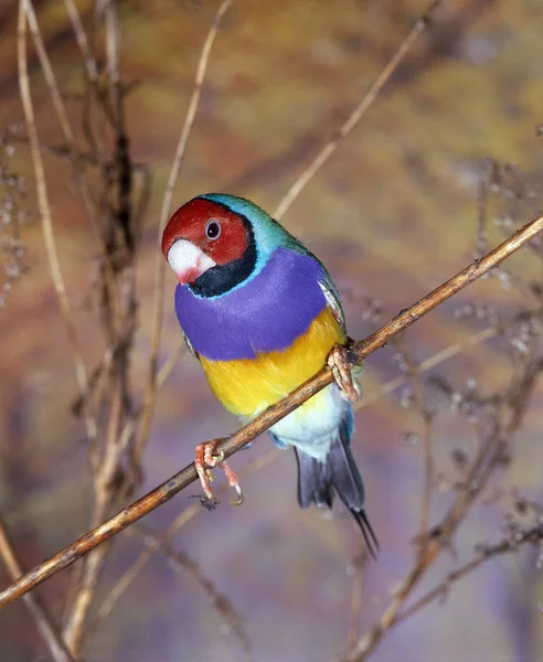 Gouldian Finch Chloebia Gouldiae Adult Standing Branch — Stock Photo, Image