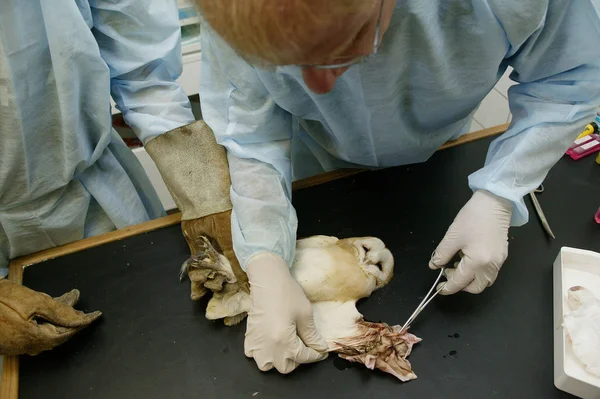 Barn Owl Rescued Dame Blanche Animal Protection Center Normandie — Stock fotografie