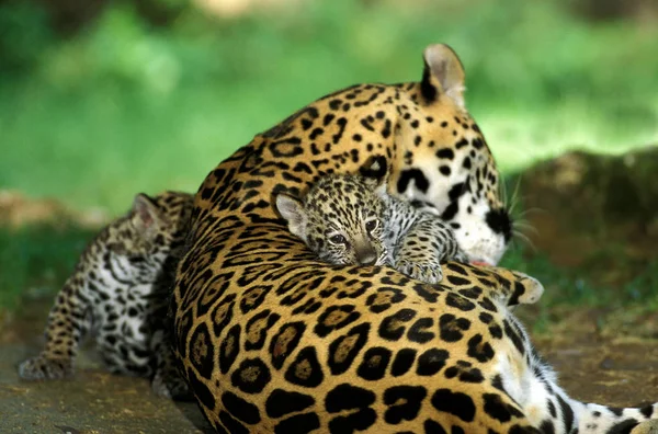 Jaguár Panthera Onca Nőstény Kölyökkel — Stock Fotó