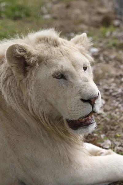 White Lion Panthera Leo Krugensis Portret Mężczyzny — Zdjęcie stockowe
