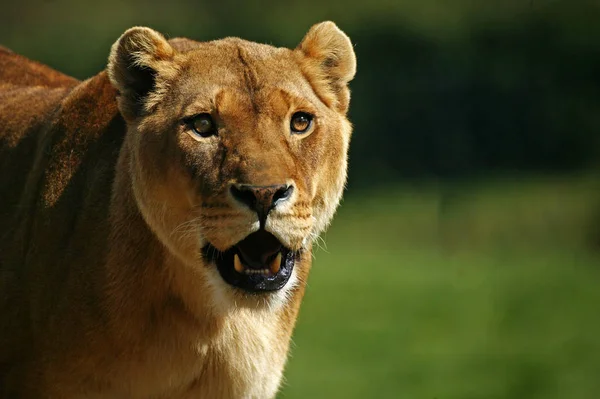 León Africano Pantera Leo Retrato Mujer — Foto de Stock