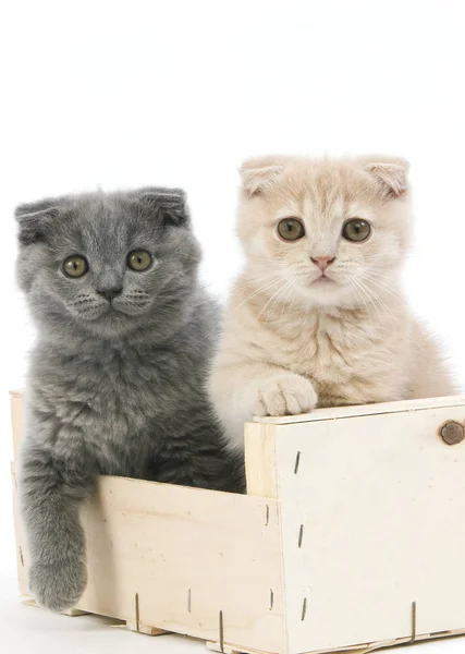 Cream Scottish Fold and Blue Scottish Fold Domestic Cat, 2 months old Kittens playing in Crateful against White Background